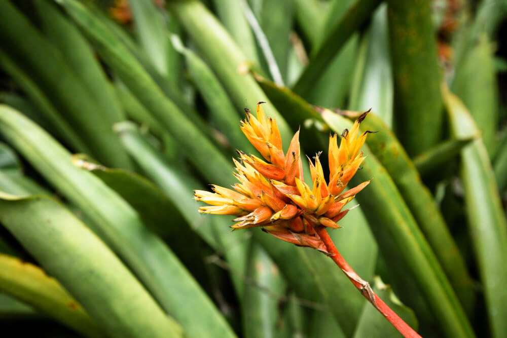 Blüte einer Bromelien Pflanze