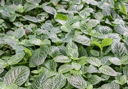 Riesiges Feld aus FiTtonia Pflanzen