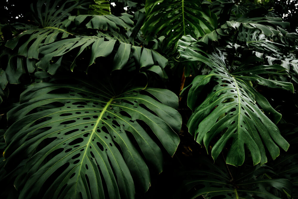 Riesige Monsterra in einem großen Regenwald Terrarium
