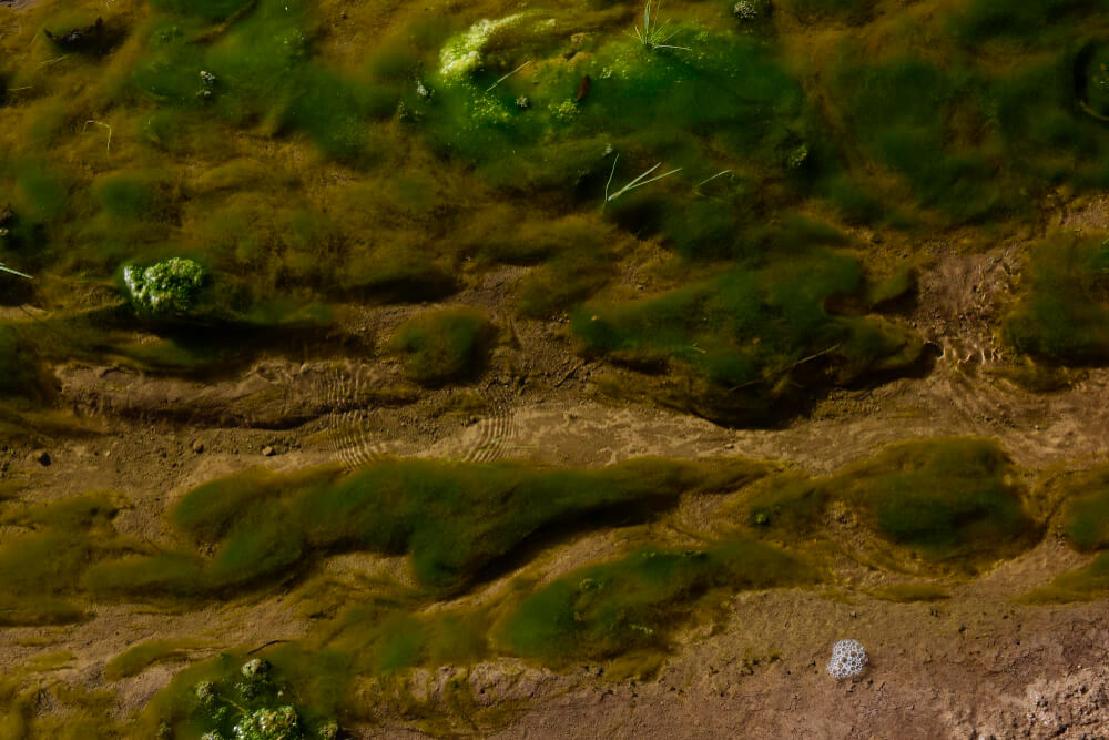 Mit Moos und Pflanzen bewachsenes Regenwaldterrarium