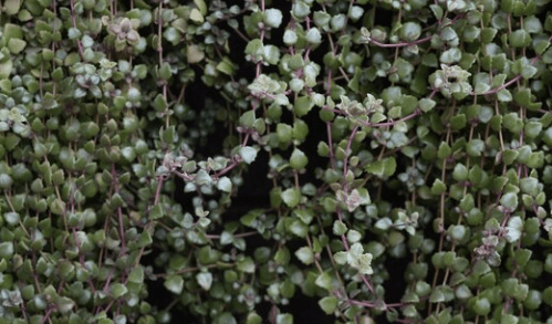 Bewachsenes Regenwald Terrarium mit Pilea Pflanzen