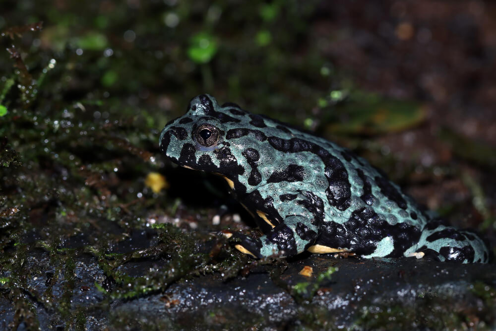 Mamorierter Frosch grün-schwarz Feuerbauchunke 