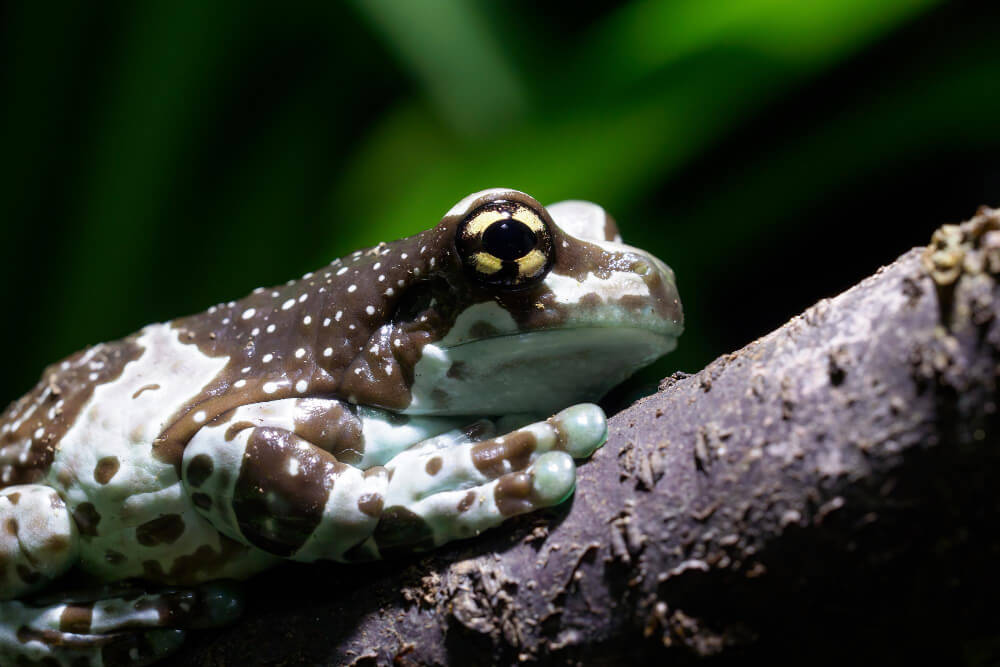 Baumhöhlen-Krötenlaubfrosch sitzt in einem Anfänger Terrarium auf einem Stamm
