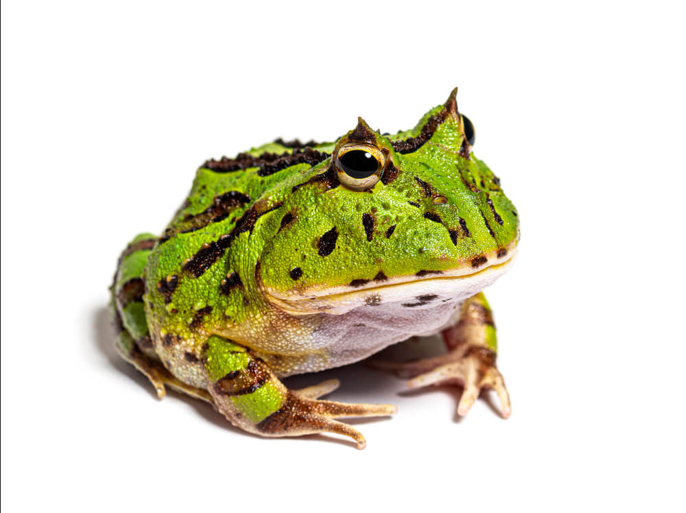 Grün schwarzer Schmuck Hornfrosch