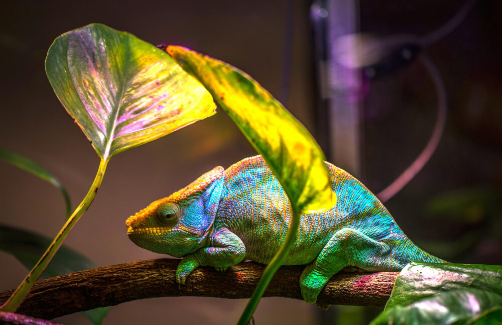 Farbiges Chamäleon sonnt sich in einem Terrarium mit guter Luftfeuchtigkeit
