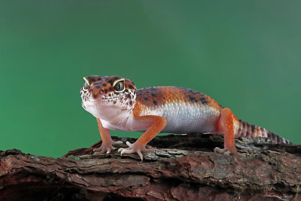 Gecko auf einem Ast der besonders von einer Beregnungsanlage profitiert, um sein Klima nachzuempfinden