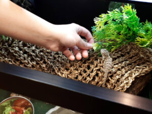 Kleine Eidechse sitzt auf einer Terrarium Heizmatte die gerade getestet wird