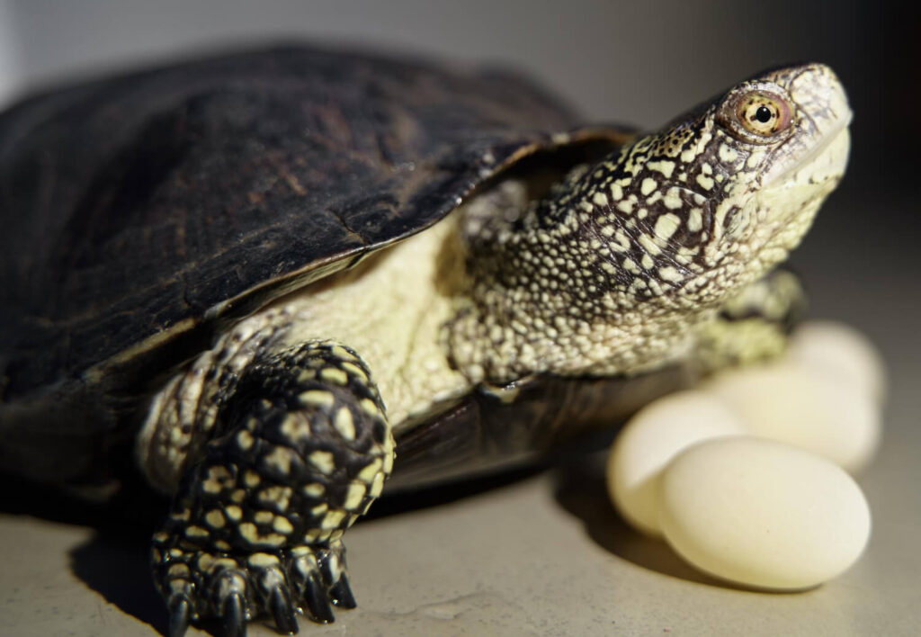 Schildkröte neben Eiern