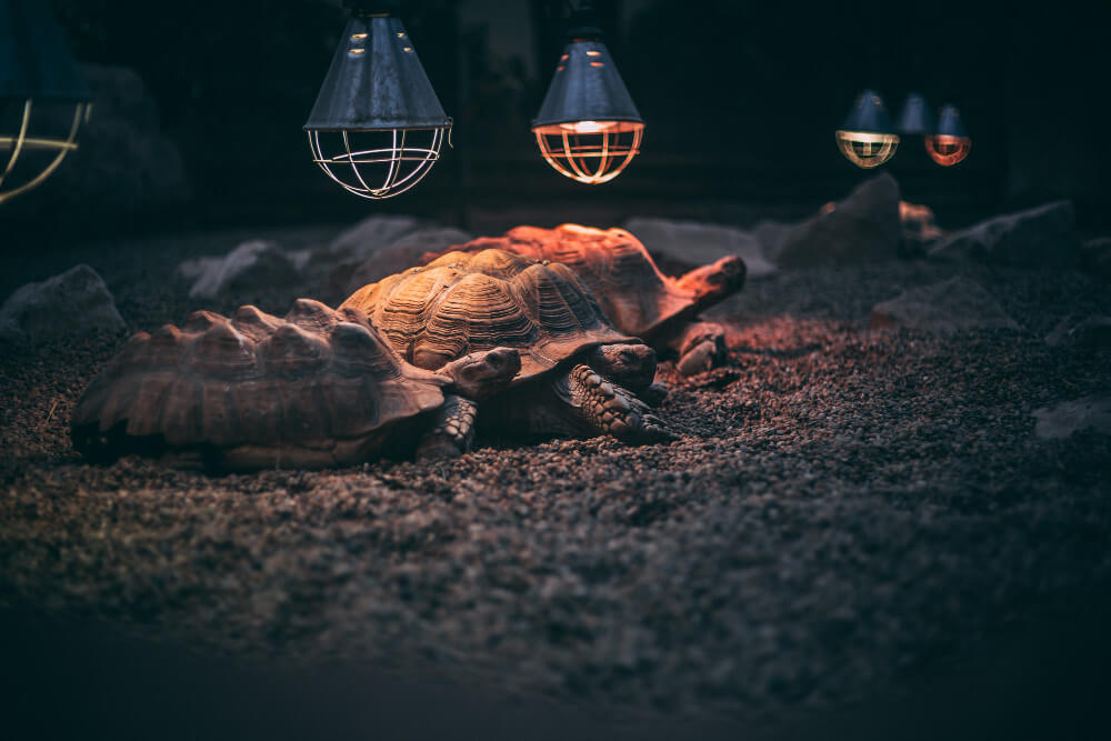 Mehrere Schildkröten unter UV-Lampen in einem großflächigen Erdterrarium