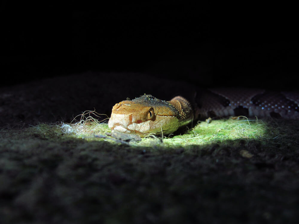 Schlange wird im Terrarium durch eine UV-Lampe angestrahlt
